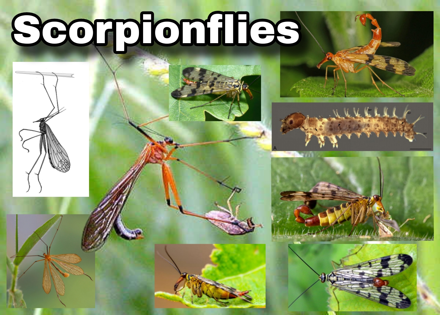 <p>Scorpionflies</p>