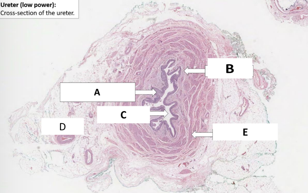 <p>Name the structure indicated by E.</p>