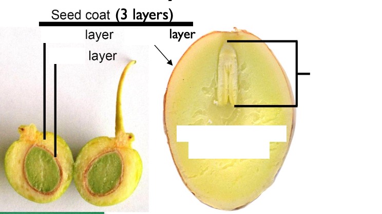<p>Label the structures of a Ginkgo biloba seed.</p>