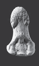 <p>distal hand phalanges (anterior)</p>