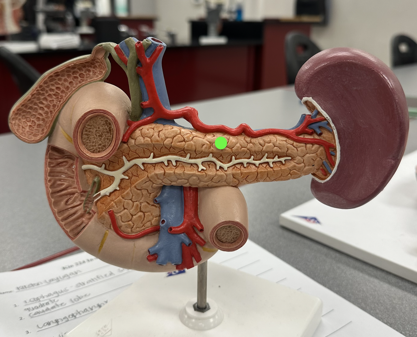 <p>Identify structure</p>