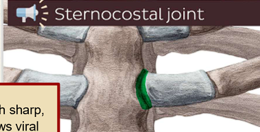 <ul><li><p>Articulations between costal cartilages and sternum</p></li><li><p>Both synovial (2-7) and synchondrosis (1)</p></li></ul><p></p>