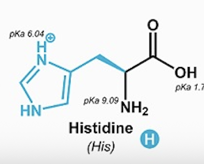 <p>Histidine (His, H)</p>