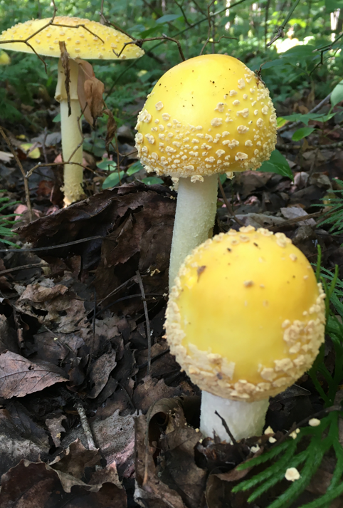 <p>Amanita muscaria</p><p>Mycorrhizal</p>