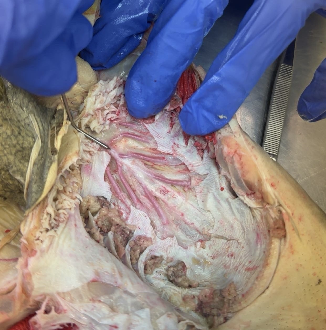 <p>what is this?</p>