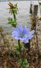 <p>Cichorium intybus</p>