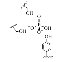 <p><span>What is the primary means of stabilization of phosphate bound to MP based on the binding site depiction shown in Figure 1?</span></p>
