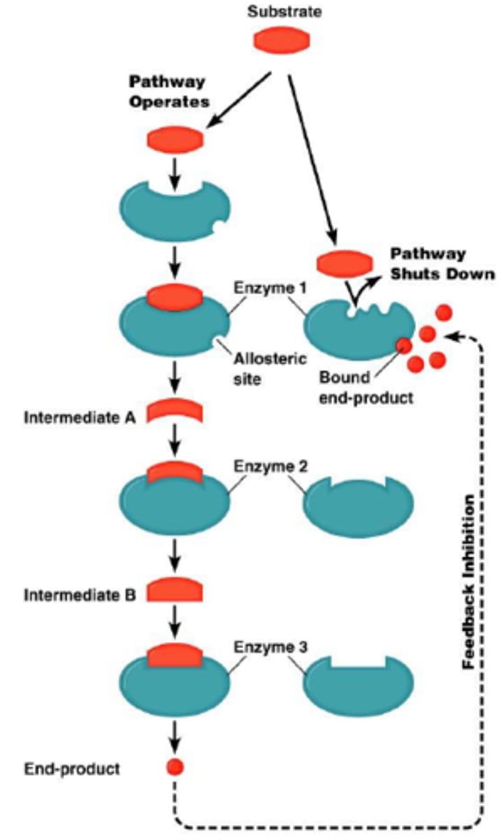 <p>The end product of pathway acts as an inhibitor for an enzyme in the pathway, thus slowing it down.</p>