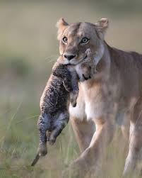 <p><strong>Foster</strong></p>