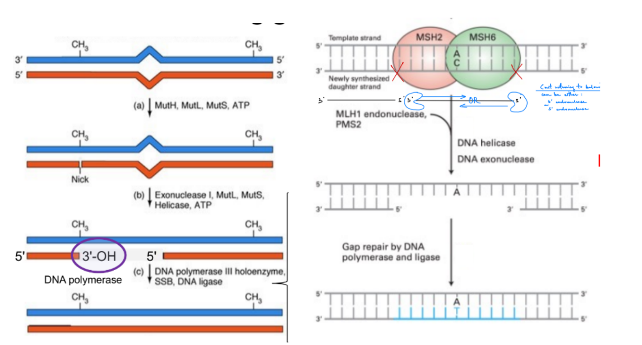 <ul><li><p><strong><u>repair machinery/proteins</u></strong> <u>recognize </u>the mismatch &amp; <u>identify the unmethylated daughter strand</u></p></li><li><p><strong><u>endonuc</u></strong>. makes a <u>“<mark data-color="blue" style="background-color: blue; color: inherit;">nick</mark>”/cut </u><strong><u>ONE </u></strong><u>phosphodiester bond near the mismatch</u></p><ul><li><p>(nicks forms “<span style="color: blue;">near</span>” aka <strong><u>EITHER upstream OR downstream</u></strong> of the mismatch, but<span style="color: blue;"> not “at” the mismatch)</span></p></li></ul></li><li><p><strong><u>helicase</u> </strong><u>unwinds</u> the DNA <u>for exonuclease to access the DNA</u></p></li><li><p><strong><u>exonuc</u></strong>. <u>removes nucleotides</u> <u>past the mismatch</u> (aka including and after the mismatch), <strong><u>EITHER</u></strong> - OR -:</p><ul><li><p><strong><u>5’ (5’ to 3’) exonuclease</u></strong> IF “nick” is 5’ / upstream from the mismatch</p><ul><li><p>so moving from nick to mismatch is downstream (5’→3’)</p></li></ul></li><li><p><strong><u>3’ (3’ to 5’) exonuclease</u></strong> IF “nick” is 3’ / downstream from the mismatch</p><ul><li><p>so moving from nick to mismatch is upstream (3’→5’)</p></li></ul></li></ul></li><li><p><strong><u>DNA pol</u></strong> synthesizes new NDA</p></li><li><p><strong><u>ligase</u> </strong>joins the 3’ OH &amp; <u>5’ phosphate of neighboring nucleotide w/in the same strand</u> (fills in the gap) in newly synthesized daughter strand</p></li></ul><p>^^ endonuclease can cleave either upstream (5’ → 3’) or downstream (3’ → 5’)</p>