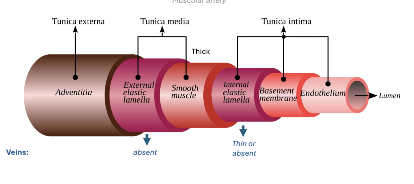 <p>outermost-</p><p>tunica externa → adventitia</p><p>tunica media → [external elastic lamella (veins absent) > thick smooth muscle]</p><p>tunica intima → [internal elastic lamella (veins thin/absent) > basement membrane > endothelium]</p><p>→ lumen</p><p>innermost-</p>