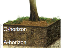 <p><strong>O-horizon:</strong> organic matter (ex: dead leaves)</p>