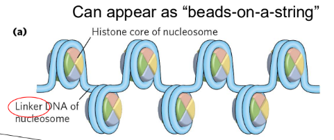 <ul><li><p>intrinsically disordered</p></li><li><p>where most of the histone modification occurs</p></li><li><p>amino-terminal tails likely interact with one another</p></li><li><p>four main types:</p><ul><li><p>acetylation (ac)</p></li><li><p>methylation (me)</p></li><li><p>ubiquitylation (ub)</p></li><li><p>phosphorylation (ph)</p></li></ul></li></ul><p></p>