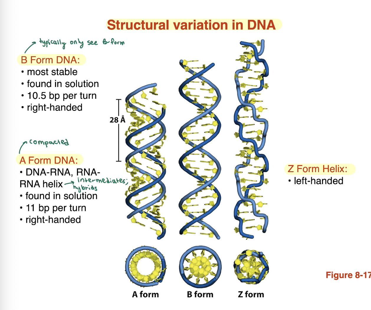 <p><strong>B form DNA: </strong></p><ul><li><p>most stable </p></li><li><p>found in solution </p></li><li><p>10.5 bp per turn </p></li><li><p>right handed </p></li></ul><p><strong>A form DNA: </strong></p><ul><li><p>DNA-RNA, RNA-RNA helix </p></li><li><p>found in solution </p></li><li><p>11 bp per turn </p></li><li><p>right handed </p></li></ul><p></p><p><strong>A form DNA is more compacted </strong></p>