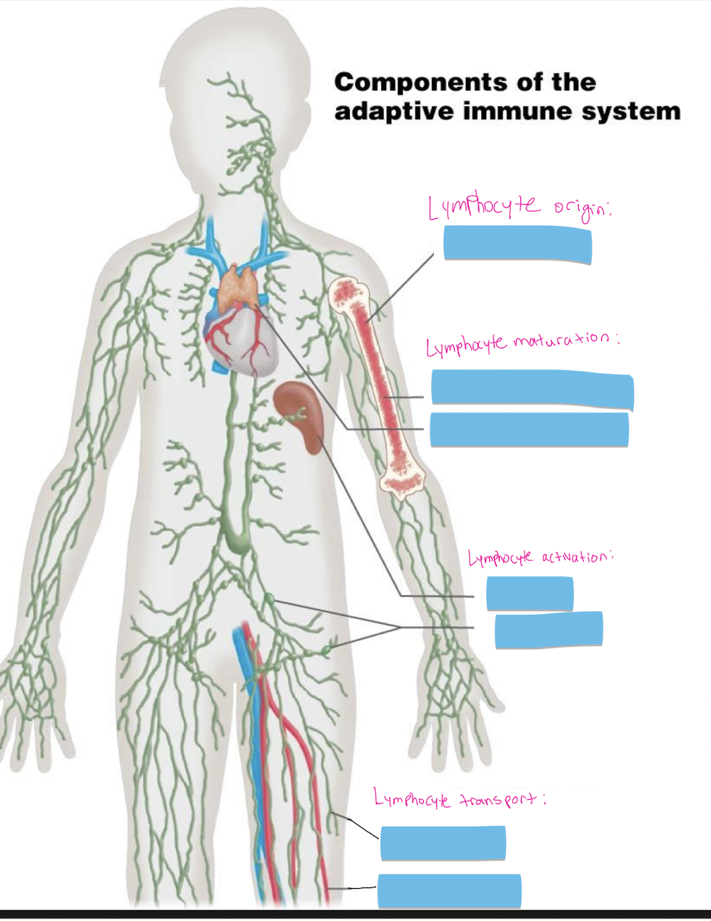 <p>Components of the adaptive immune system:<br><br>Lymphocyte origin:</p><p>Lymphocyte maturation:</p><p>Lymphocyte activation:</p><p>Lymphocyte transport:</p>