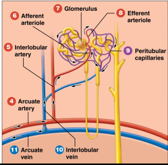 <p>Form a <strong>network </strong>or plexus surrounding the renal tubule of each nephron.</p>