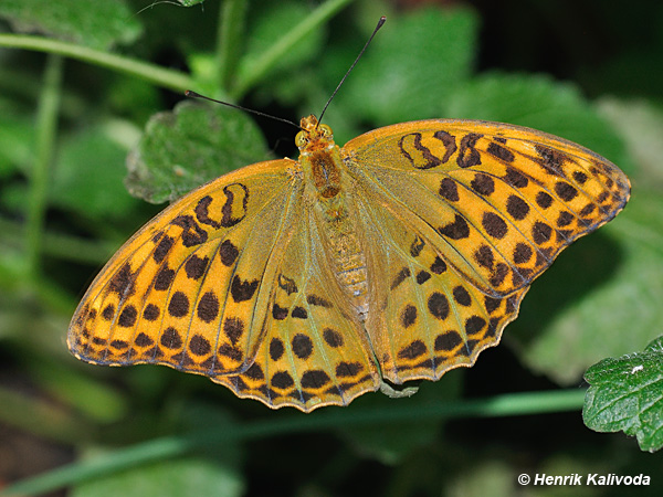 <p>rad:</p><p>druh:</p>