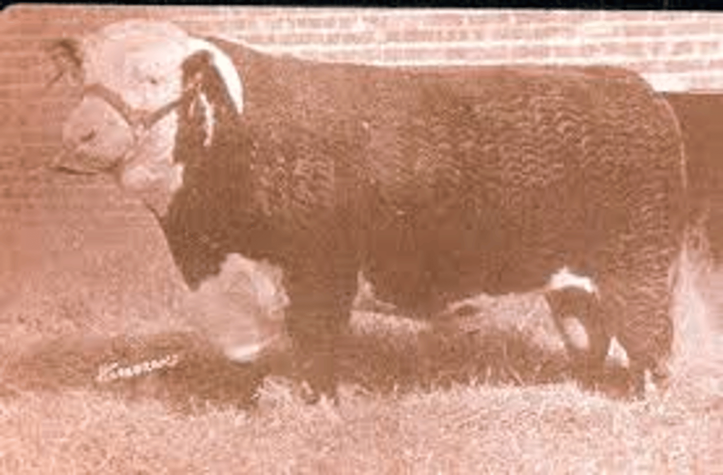 <p>Breed affected: Hereford</p><p>Appearance: 2 frame scores smaller than normal calves (~4 in.)</p><p>-Due to dominant gene (may be carrier of snorter gene)</p><p>-Originated w/ Comprest Conqueror </p><p>Test: N/A</p>