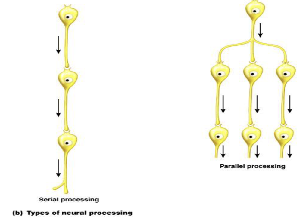 <ul><li><p>A circuit that repeatedly stimulates itself</p><ul><li><p>One-to-one neuronal connections</p></li></ul></li></ul><p></p>