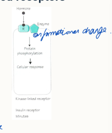 <ul><li><p>they lead to the phosphorylation of intracellular signalling proteins</p></li><li><p>e.g. insulin and IGF-1 proteins</p></li></ul><p></p>