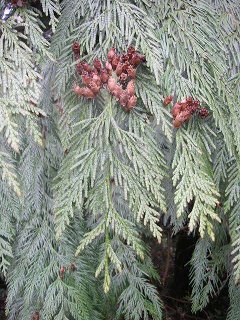 <p><span><span>Thuja plicata</span></span></p>