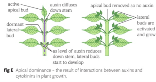 <ul><li><p>Plants grow from meristem tissue in buds → found at the apex (tips) of shoots & roots (apical buds) & at branches (lateral buds)</p></li><li><p>Auxin & cytokinin work antagonistically to control bud growth:</p><ul><li><p>auxins inhibit lateral buds</p></li><li><p>cytokinin stimulates lateral buds </p><ul><li><p>(lateral means side; apex means top)</p></li></ul></li></ul></li></ul><p></p>