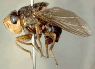 <p>Identify</p>