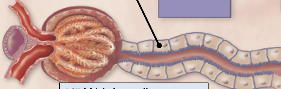 <p>PCT (proximal convoluted tube)</p>