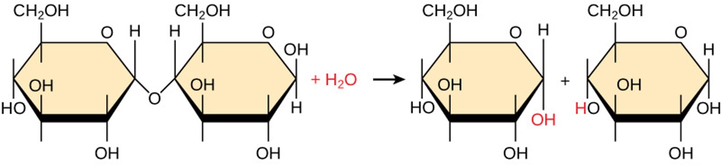 <p>hydrolysis</p>