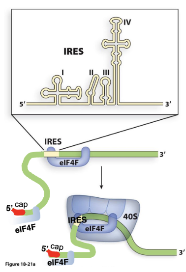 <p>IRES/ Internal Ribosomal Entry Site</p>