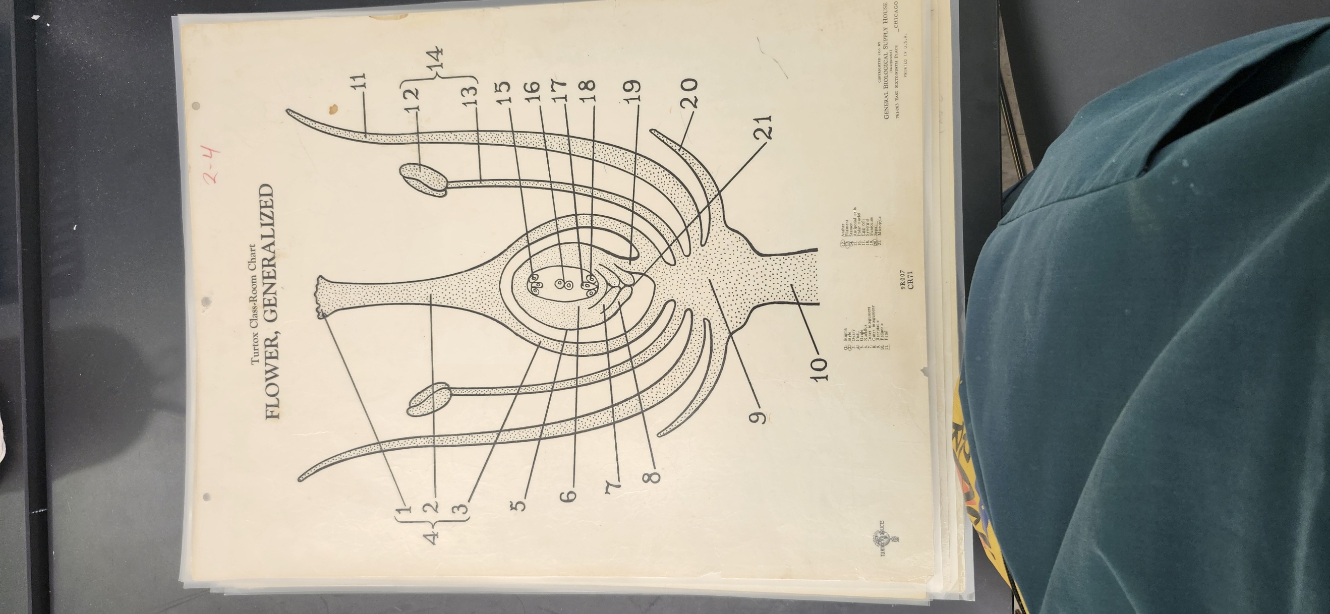 <p>Identify the following structures on the Flowers – (fresh specimens, model, Turtox chart – CR 70, CR 71) </p><p>Calyx </p><p>Sepals </p><p>Corolla </p><p>Petals </p><p>Pistil </p><p>Stigma </p><p>Style </p><p>Ovary </p><p>Ovule </p><p>Stamen </p><p>Anther </p><p>Filament</p><p></p>