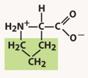 <p>Nonpolar, aliphatic R Groups</p>