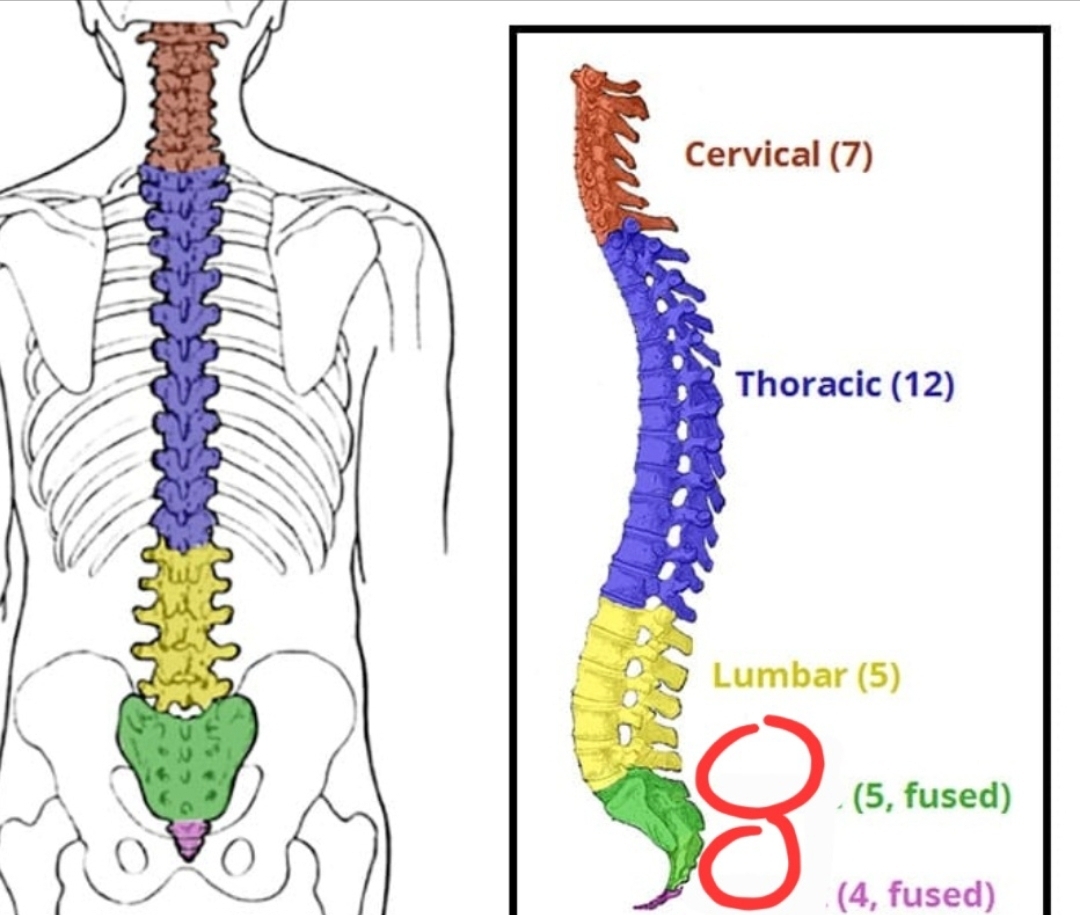 <p>What is the green and pink bones in the vertebral column at the bottom?</p>