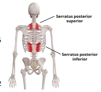 <p>Serratus Posterior Superior</p>