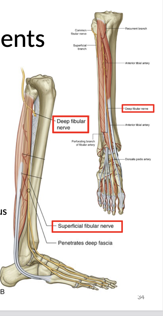 <ul><li><p>runs between peroneus longus and brevis</p></li></ul><p></p><p>motor:</p><ul><li><p>peroneus longus and brevis</p></li></ul><p>sensory:</p><ul><li><p>anterior aspect of distal lower leg and dorsum of foot</p></li></ul><p></p>