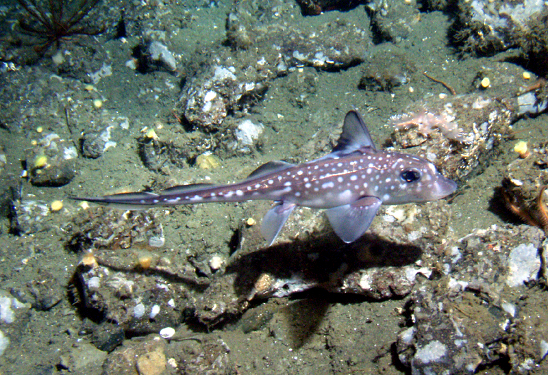 <p>What Subclass is <span>Ratfishes or Chimeras</span></p>