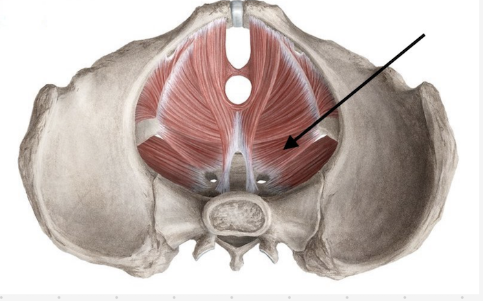 <p>identify tagged muscle</p>