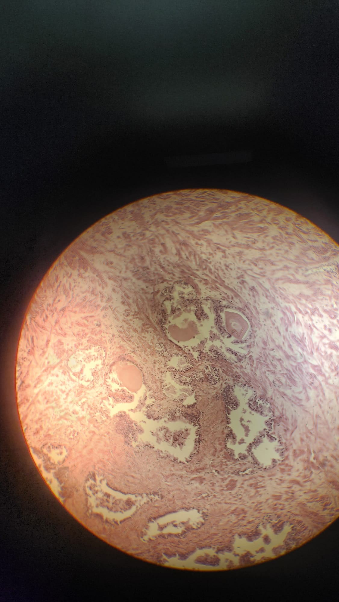 <p>Which organ is this?</p>