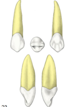 <p>Which tooth</p>