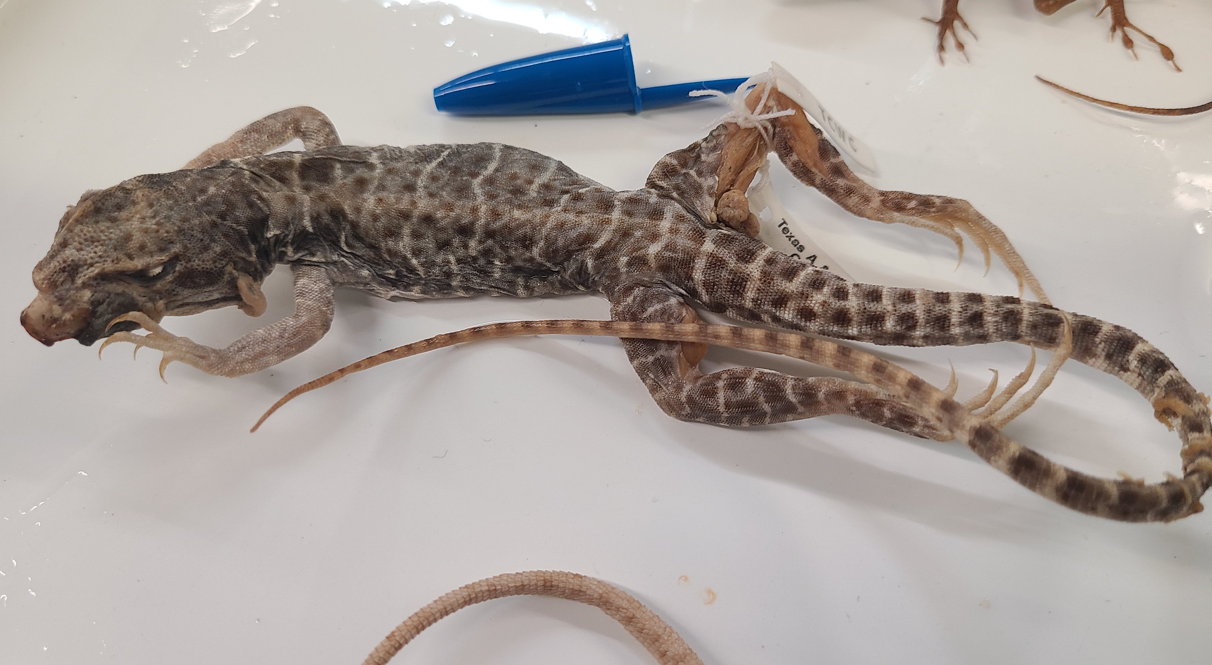 <p>Order and Family of Gambelia wislizenii</p>