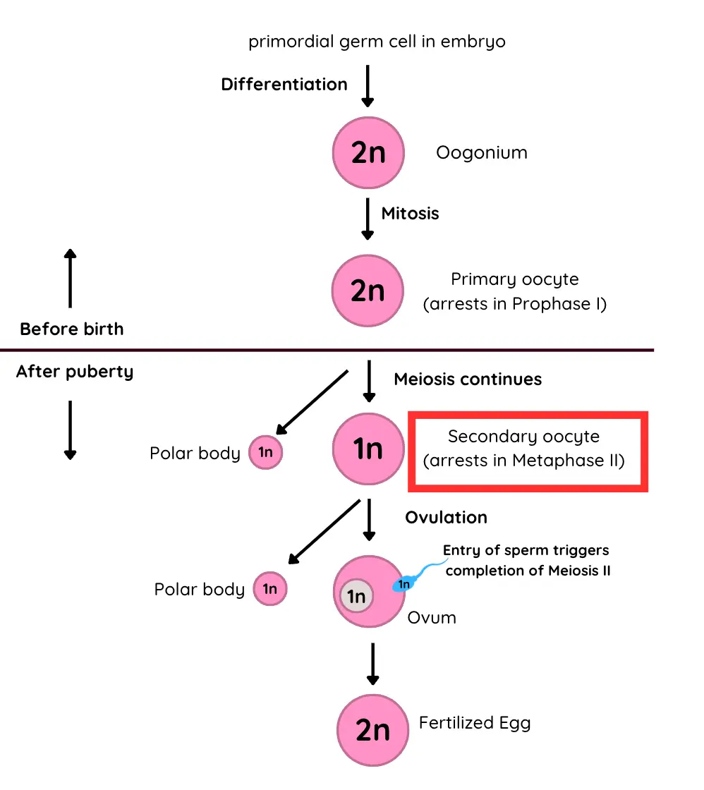 <p>A haploid cell resulting from the completion of the first meiotic division of a primary oocyte</p><p>It begins the second meiotic division but arrests in metaphase II</p><p>Released during ovulation to be fertilized by a sperm cell</p>