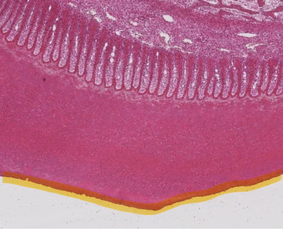 <ul><li><p>thin, soft, outermost hoof layer</p></li><li><p>varnish-like → acts as waterproof barrier</p></li></ul><p></p>