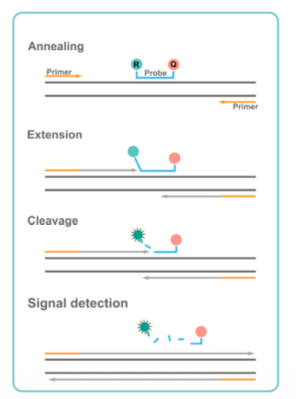 <ul><li><p>Primers and an ROI specific <strong>probe</strong></p></li></ul><p></p>
