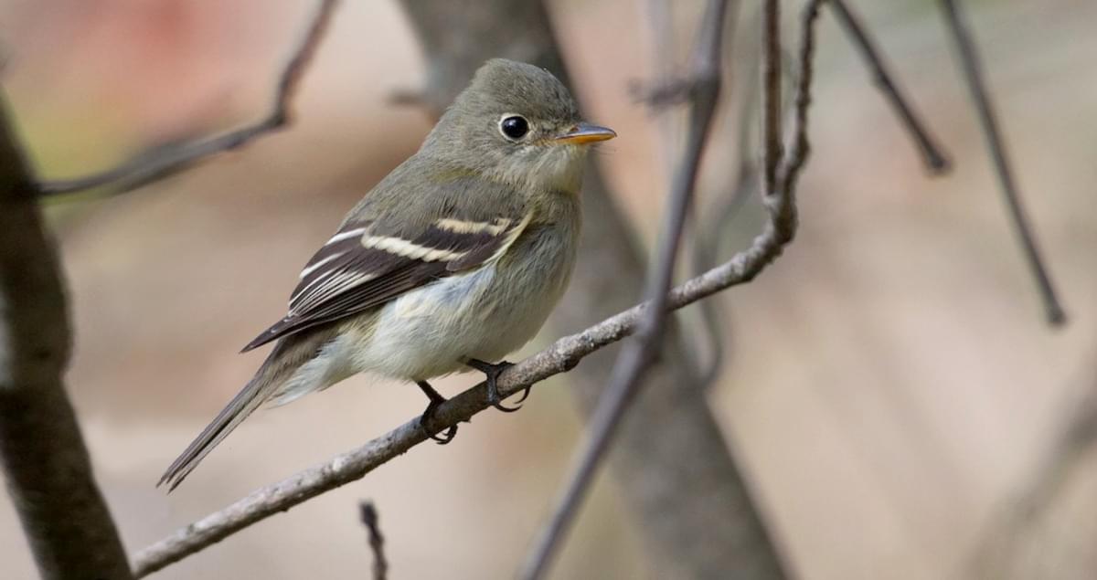 <p>Least Flycatcher</p>