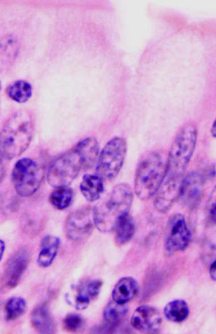 <p>naam structuur</p>