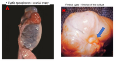 <p>What embryonic structures are likely involved in Images A & B?</p>