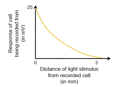 <ul><li><p>Maximum response when light is near the recording electrode</p></li><li><p>As light is moved away, response decreases in magnitude</p></li><li><p>However, responses remain detectable even millimeters away</p></li></ul><p></p>