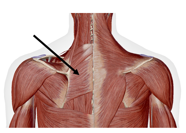 <p>Identify the name of the muscle that the arrow is pointing to in the image.</p>