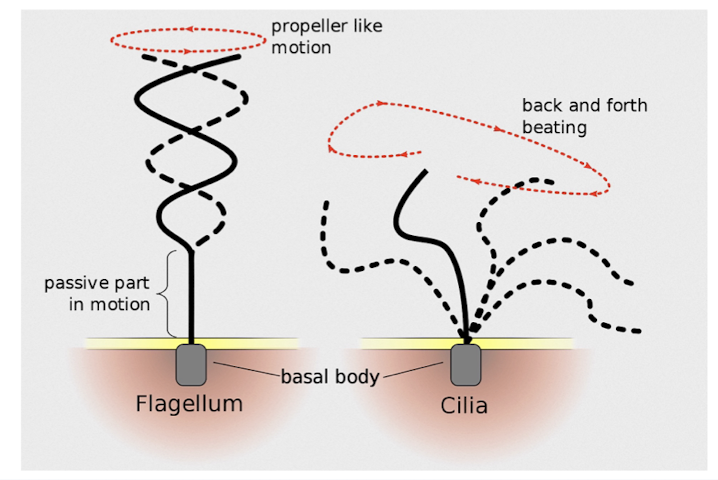 <ul><li><p>microtubules control the beating of cilia/flagella, which are microtubule-containing extensions projecting from some cells</p></li><li><p>Flagella are limited to one or few per cell</p></li><li><p>Cilia occur in large numbers on cell surfaces</p></li><li><p>cilia and flagella differ in beating pattern</p></li></ul><p>common structure of group of microtubules sheathed by the PM and a <strong>Basal body</strong> that anchors cilium or flagellum</p><p></p>