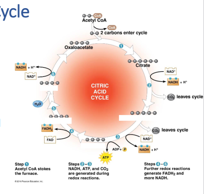 <ul><li><p>Each step is catalyzed by a different molecule in the mitochondrial matrix or the inner mitochondrial membrane</p></li><li><p>Acetyl CoA is combined with oxaloacetate to make citrate </p></li><li><p>Redox reactions remove two carbon atoms and releases them as CO2</p></li><li><p>Oxaloacetate is regenerated</p></li><li><p>Output per acetyle CoA (double per glucose):</p><ul><li><p>2 CO2</p></li><li><p>3 NADH</p></li><li><p>1 FADH</p></li><li><p>1 ATP</p></li></ul></li></ul><p></p>